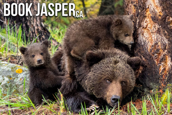 Jasper Evening Wildlife Tour