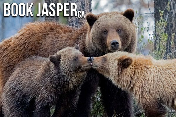 Jasper Evening Wildlife Tour