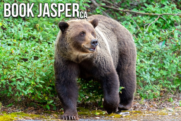 Jasper Morning Wildlife Tour