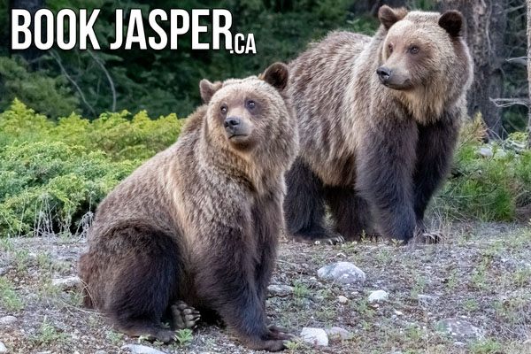 Jasper Summer Wildlife Discovery Tour