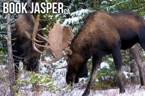 Jasper Winter Wildlife Tour