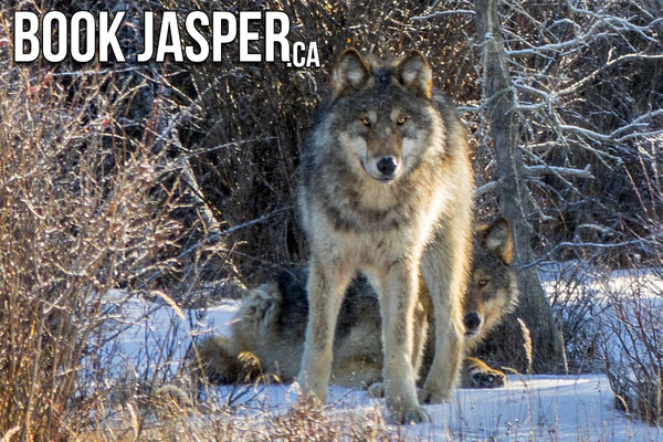 Jasper Winter Wildlife Tour