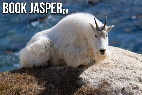 Jasper Winter Wildlife Tours