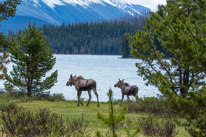 Book Jasper Wildlife and Waterfalls Tour with Maligne Lake Hike